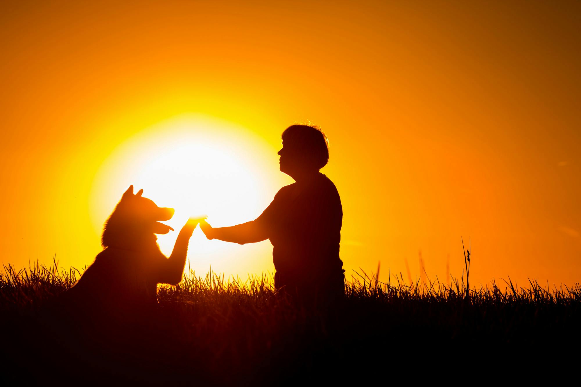Dog and human in the sunrise touching hands