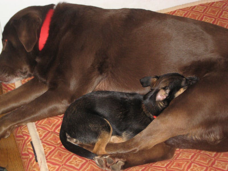 small dog (Jasmine) and chocolate lab (Sadie) cuddling