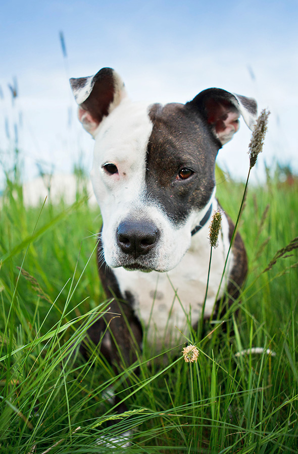 Good best sale looking pitbulls