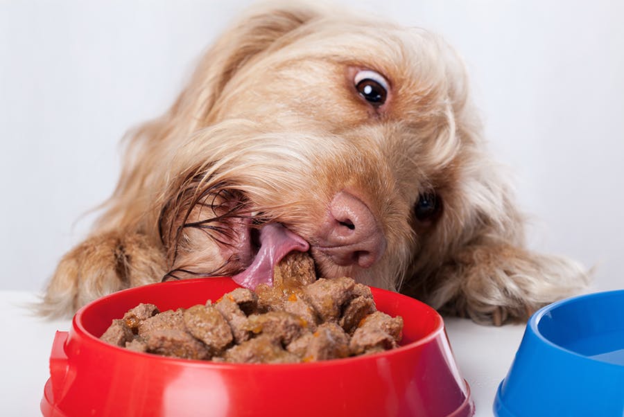 dog trying to taste kibble licking it from bowl