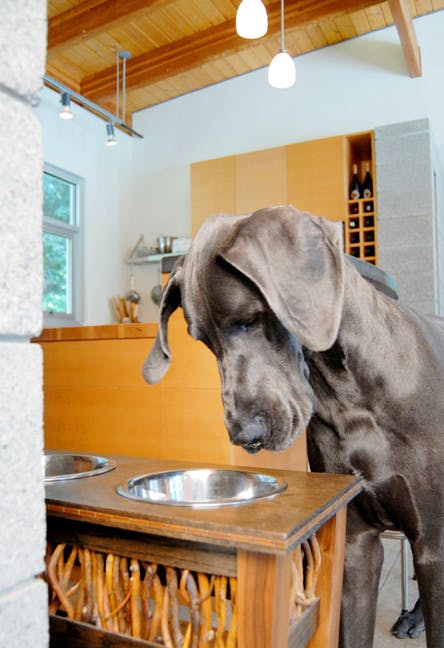 great dane looking into empty food bowl