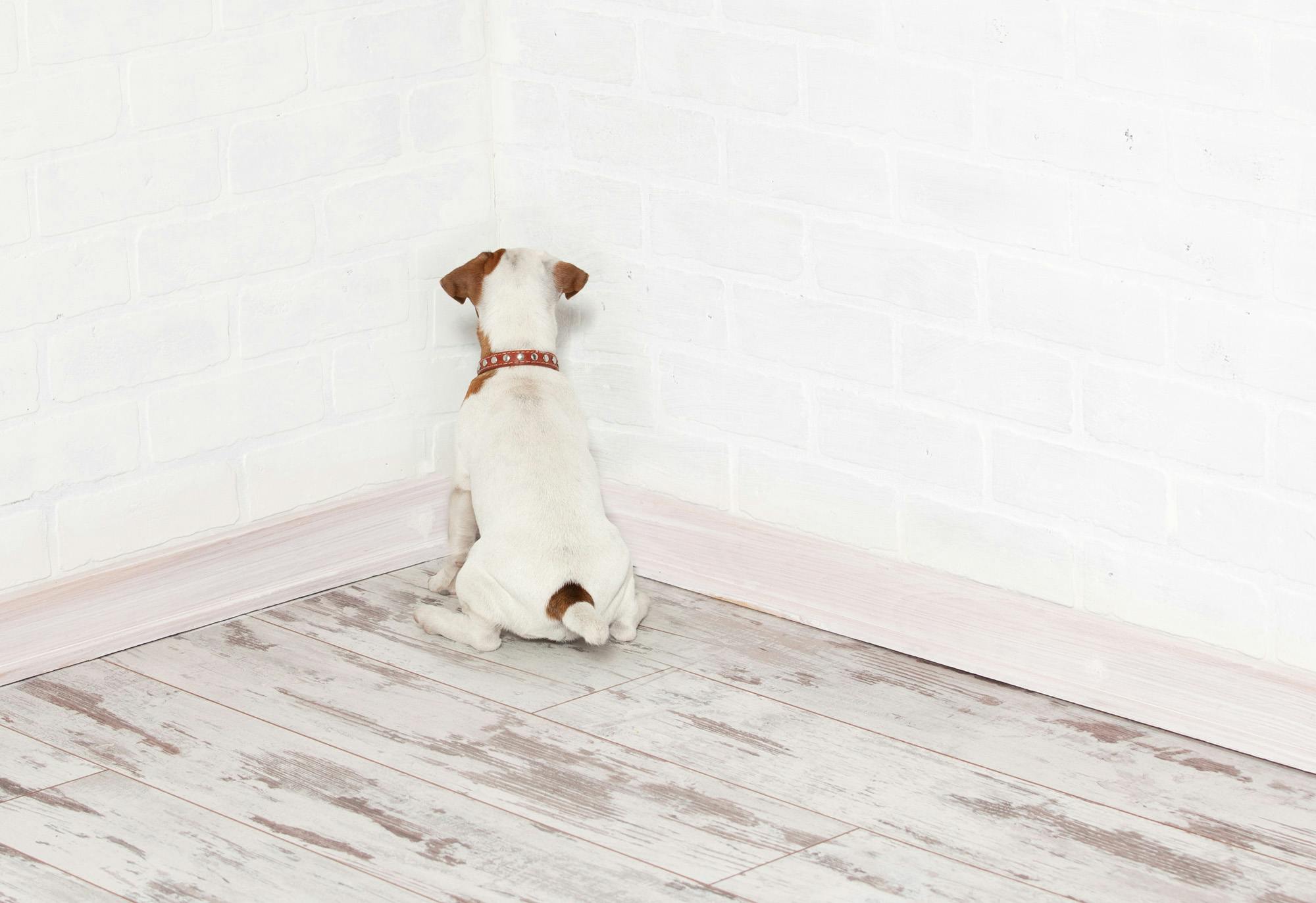 Jack Russell Terrier with nose in the corner 