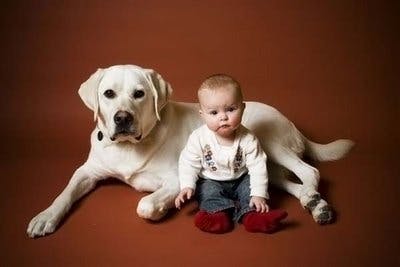 lab and baby portrait