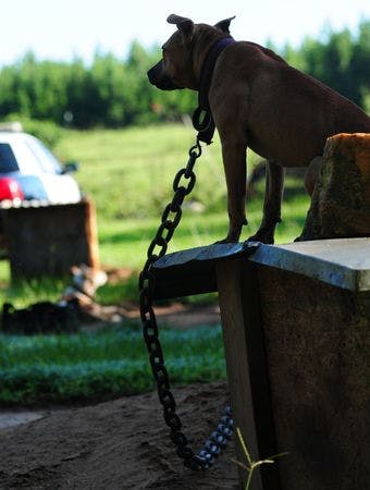 Bully breed chained outside during a dog fighting bust