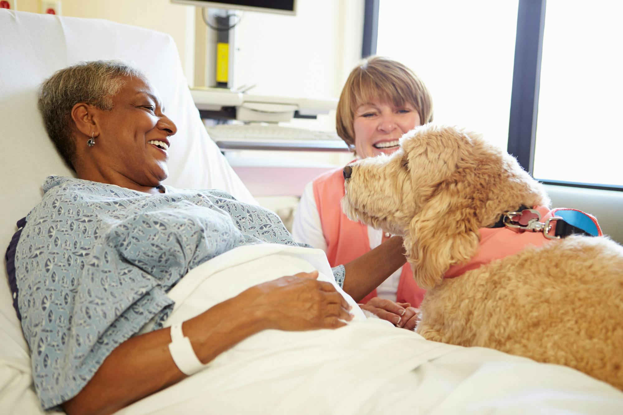 Lady in hospital bed pets therapy dog