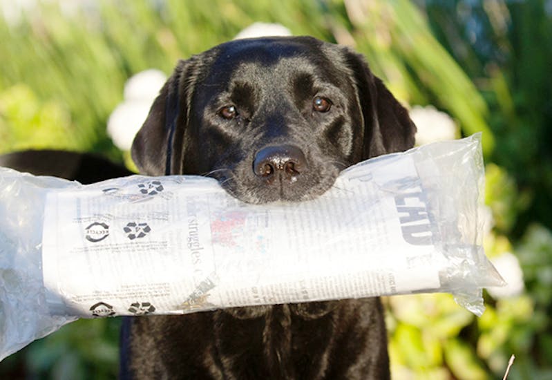 Black lab holding onto the newspaper after learning take it and drop it.