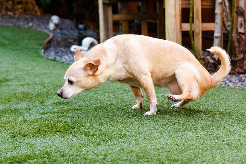 chihuahua outside on grass urinating