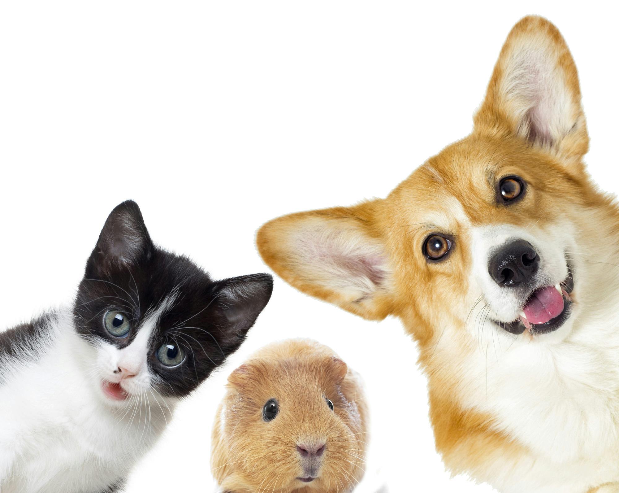 corgi dog, cat, and guinea pig