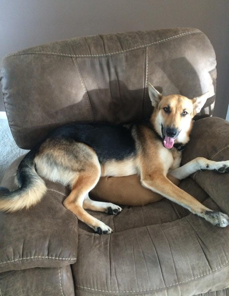 GSD comfortable on the couch