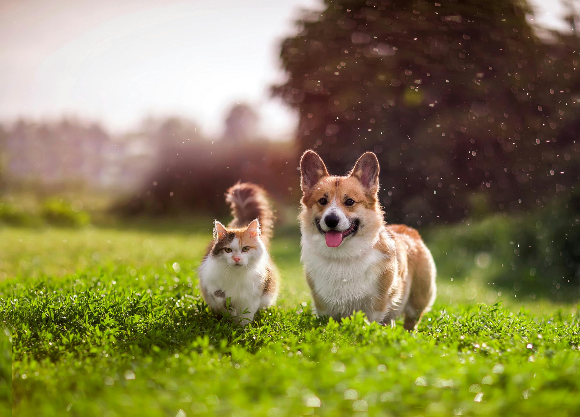 Fluffy cat and Corgi walking in a field together