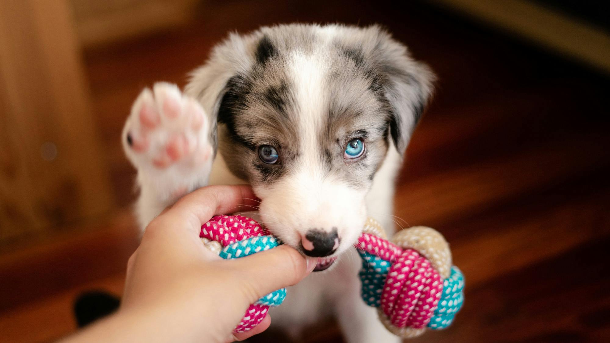 Australian Shepherd puppy offered a toy in place of fingers to help with unwanted puppy mouthing.