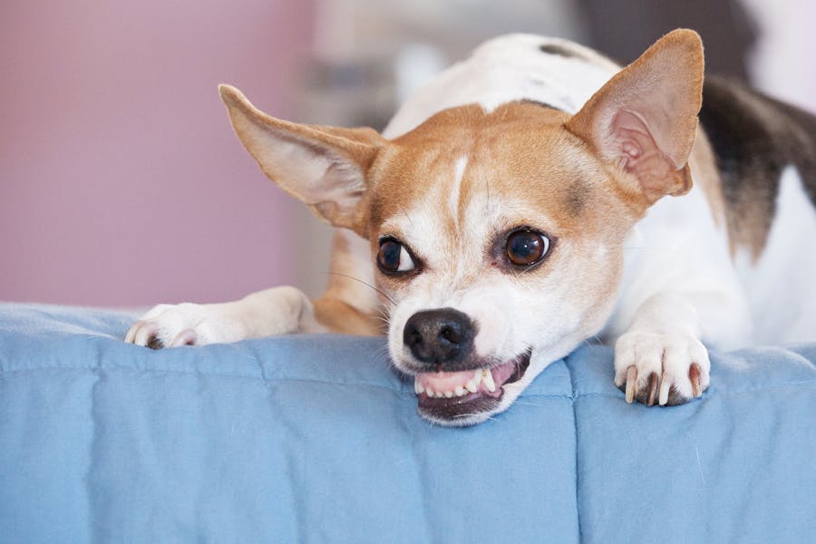 Jack Russell mix baring teeth with whale eye, behaviors often associated with aggression