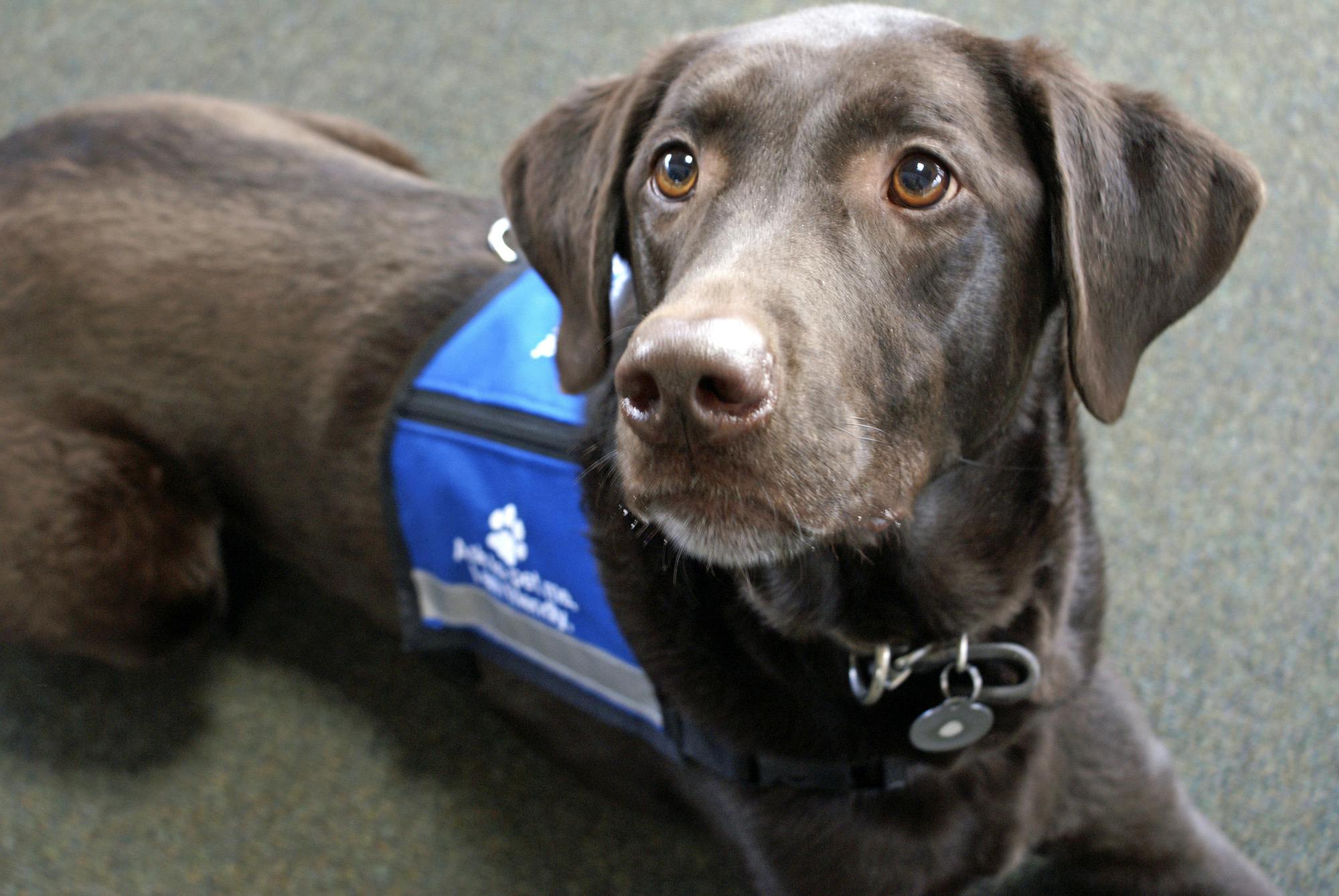 medical detection dogs can detect disease