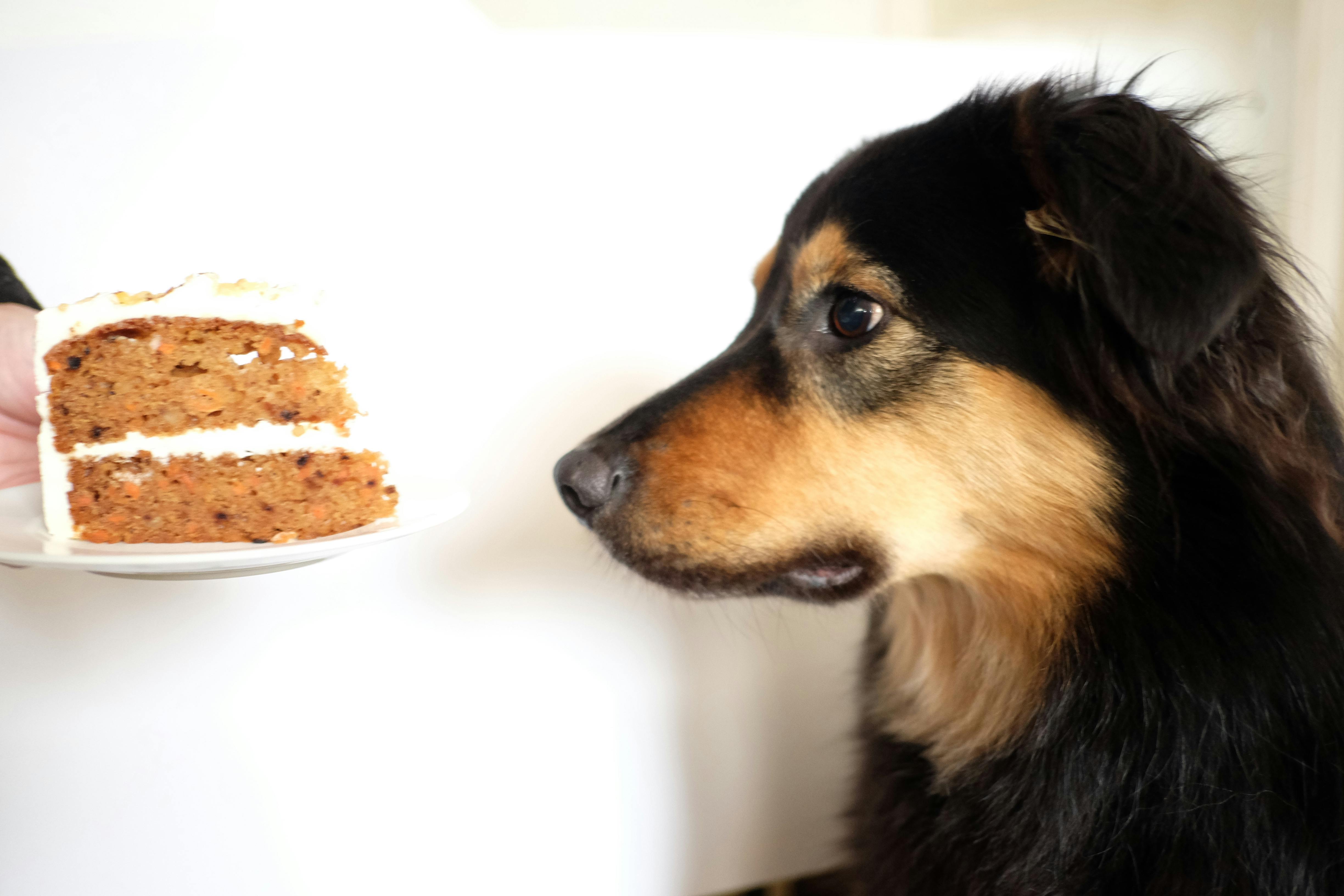 dog demonstrates leave it around carrot cake