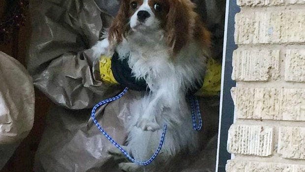 A heartbreaking photo of Bentley, the dog belonging to a nurse who came down with Ebola, being removed from his home. Bentley is currently in quarantine and will not be euthanized. Photo: CBS