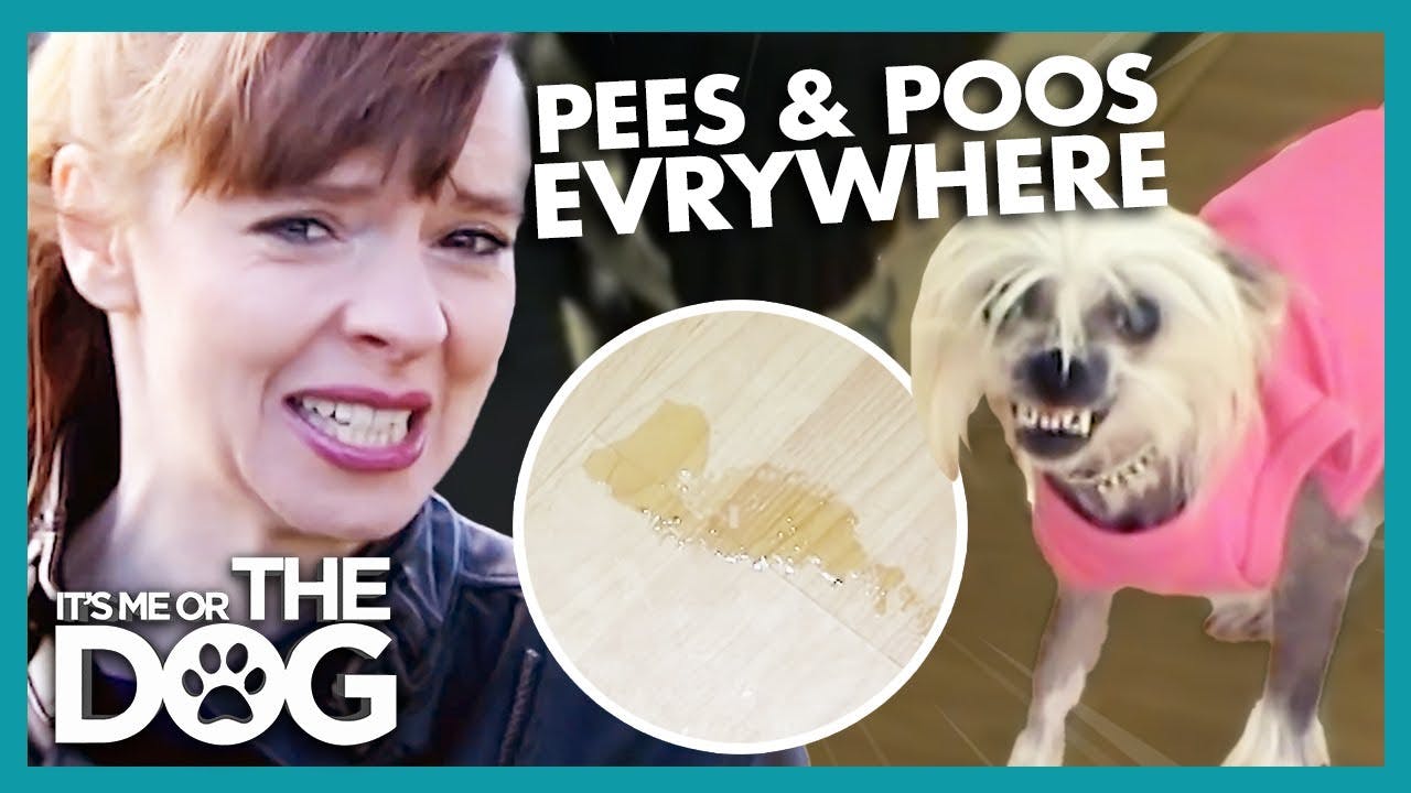 Scent Marking Dog Pees All Over the House