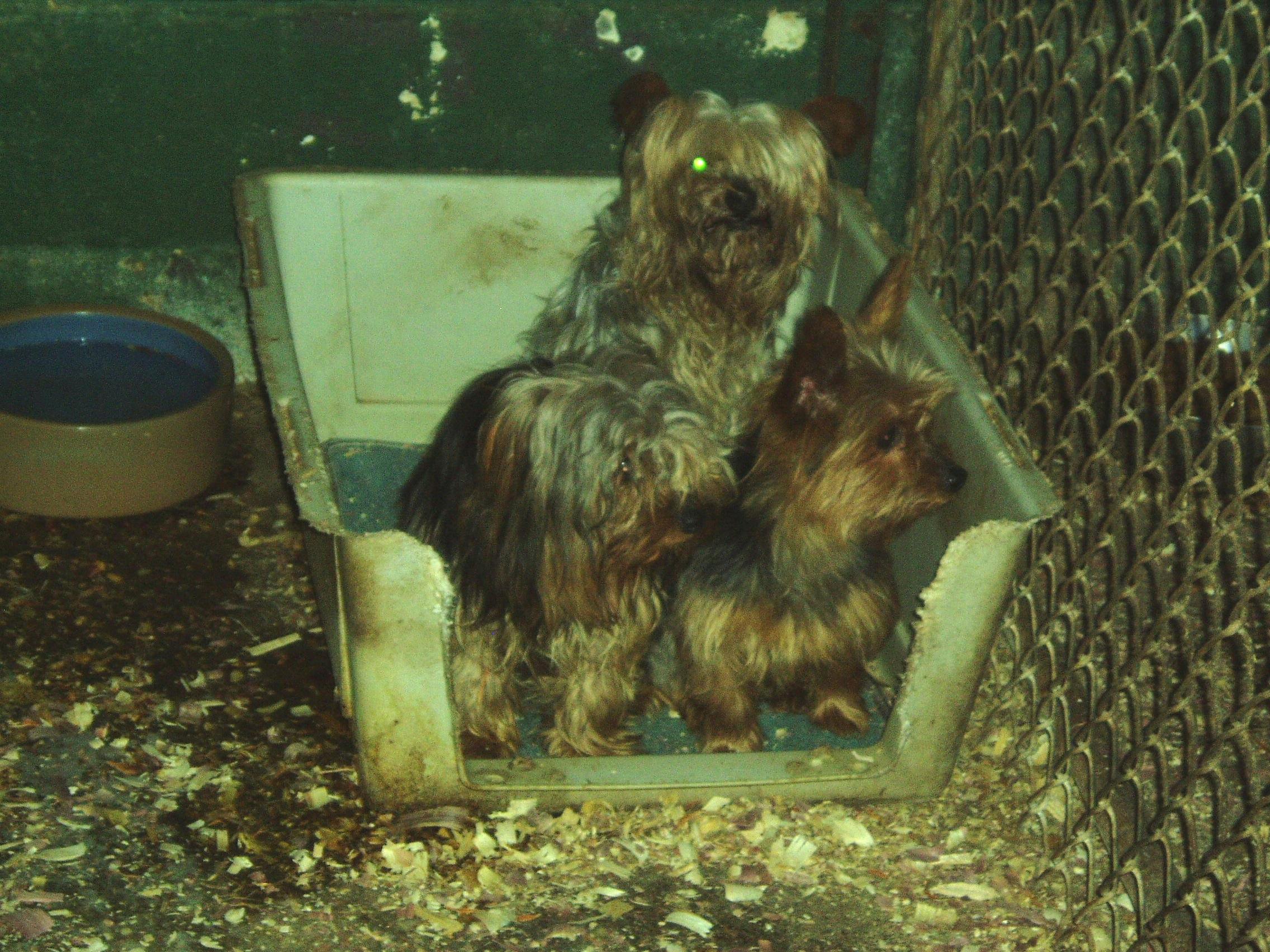 Lizzie, a Yorkie, living in the puppy mill before rescue