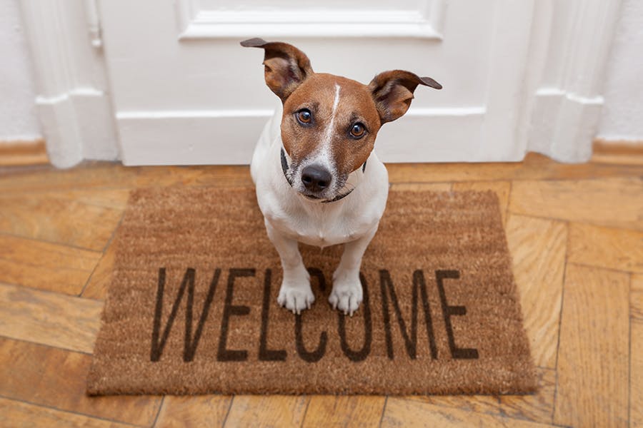 Jack Russell Terrier sitting on a welcome mat
