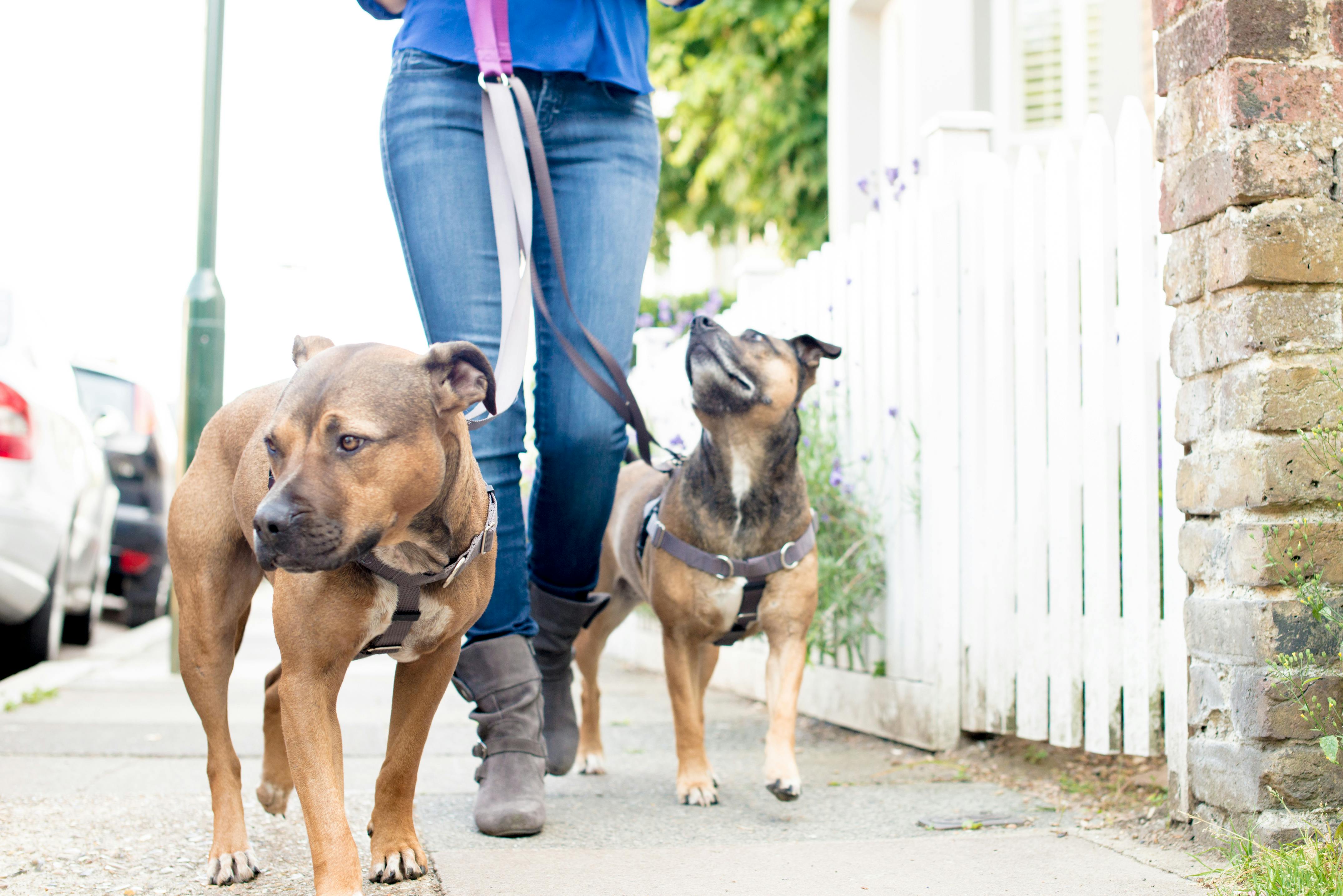 two bully breeds being walked with Positively No-Pull Harness and double leash