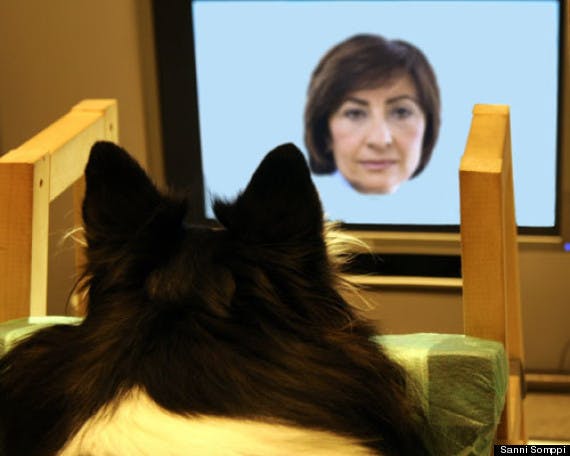 Dog looking at image of human face on screen