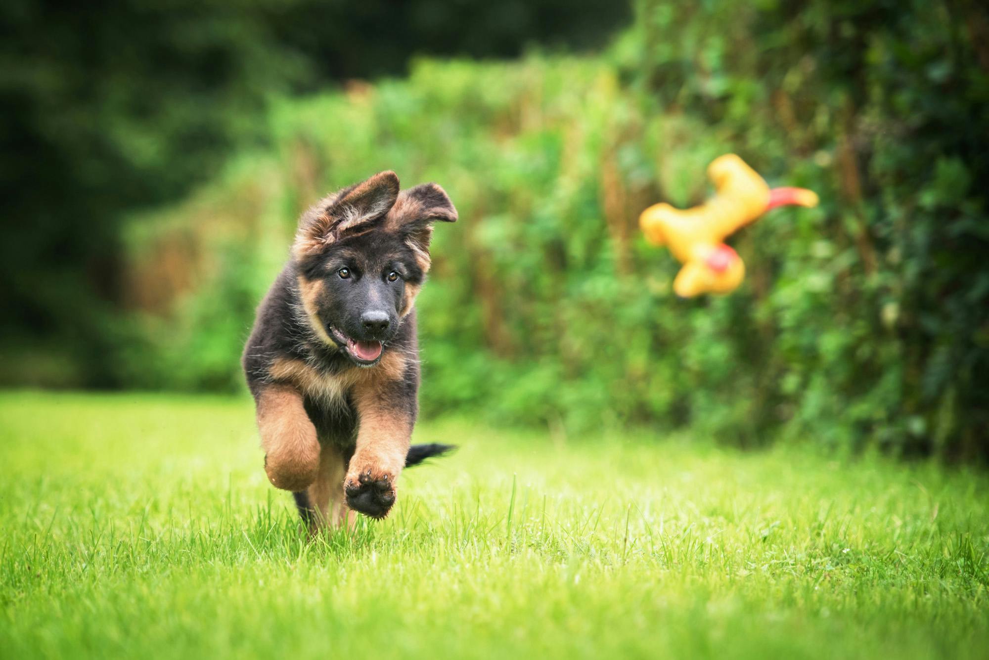 Happy German Shepherd puppy playing outside with toy.