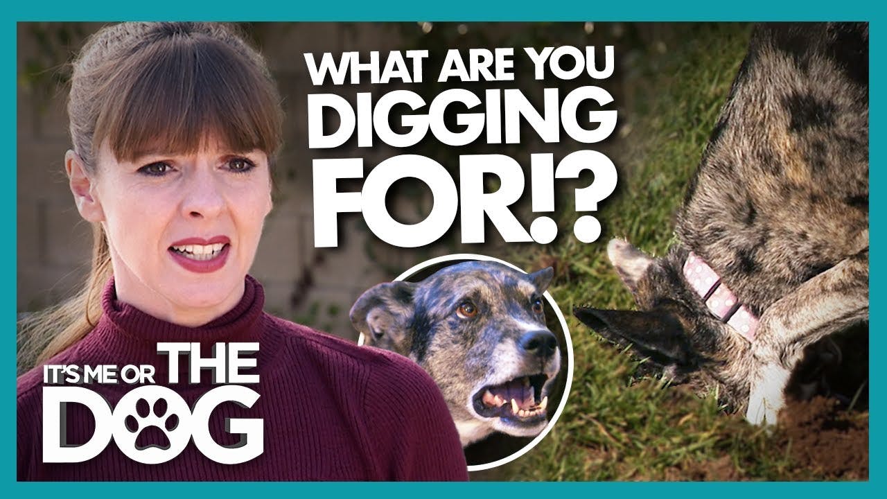 Video How to Stop a Dog Digging in the Back Garden