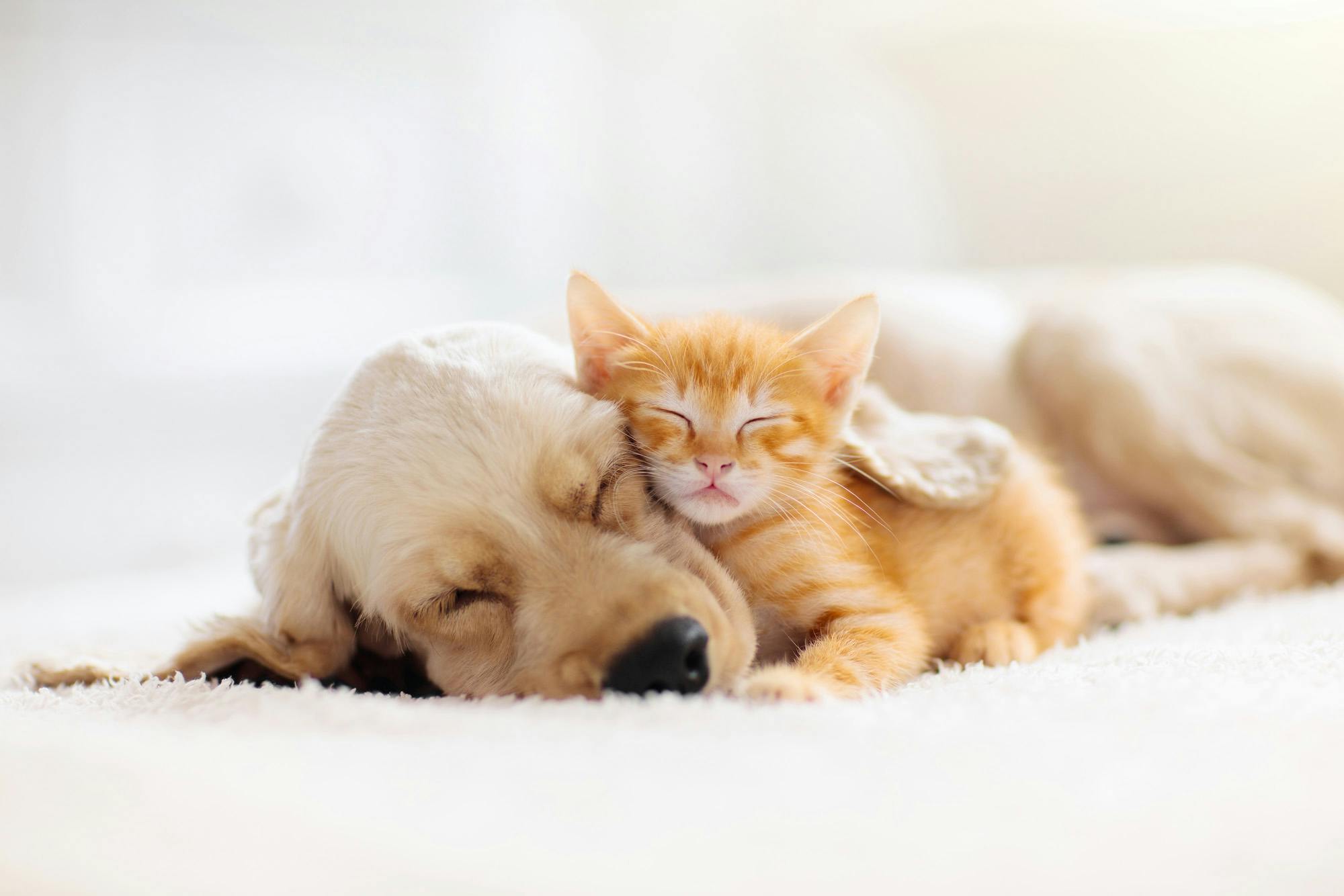 Puppy and Kitten laying together resting