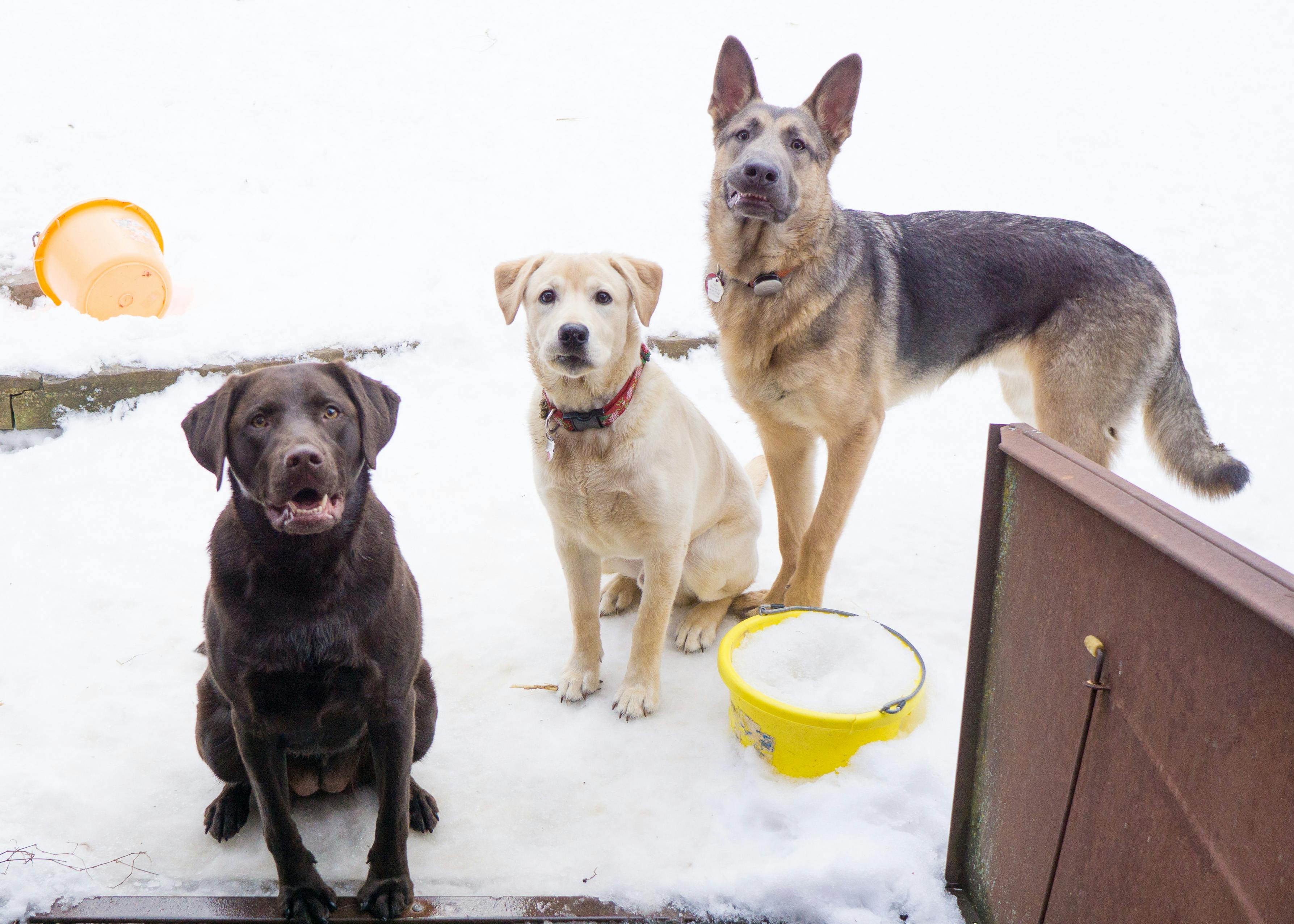 3 dogs outside in the snow looking back at the camera - Jarvis, Amber, and Tanner