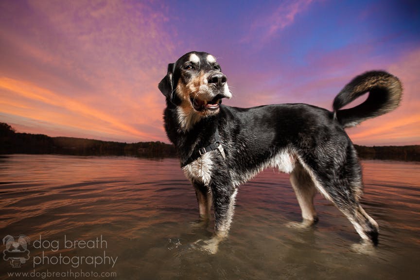 cute dog playing in the water at the lake or beach