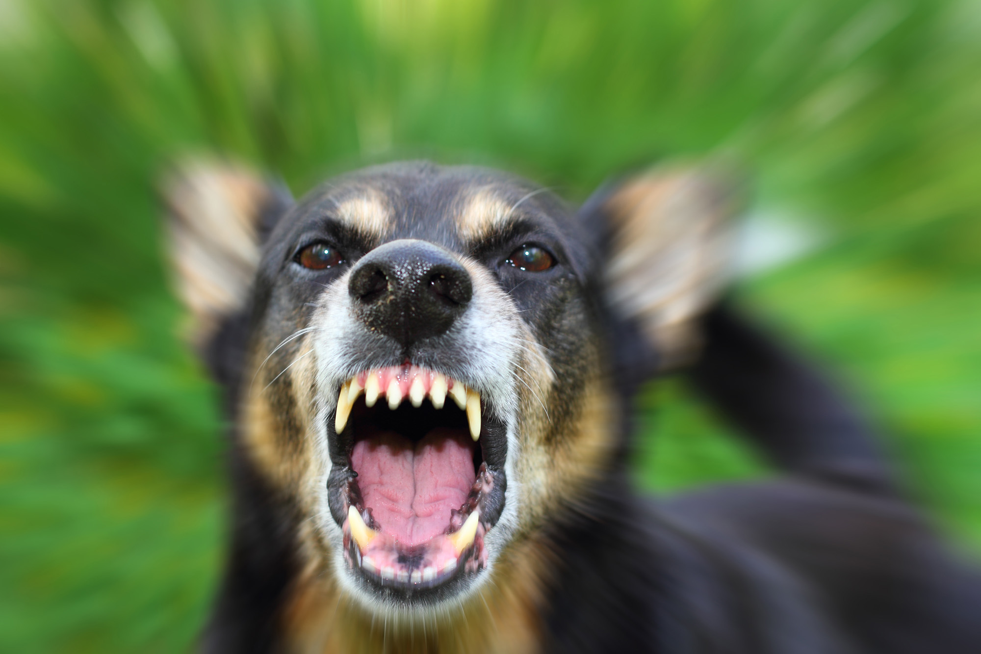 Post: Fatal Dog Bites Share Common Factors | Positively.com