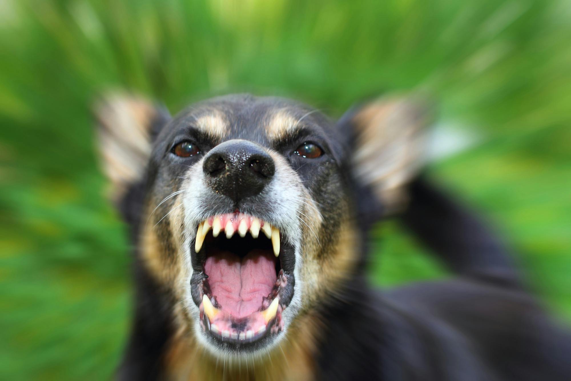 dog baring teeth with blurred green background
