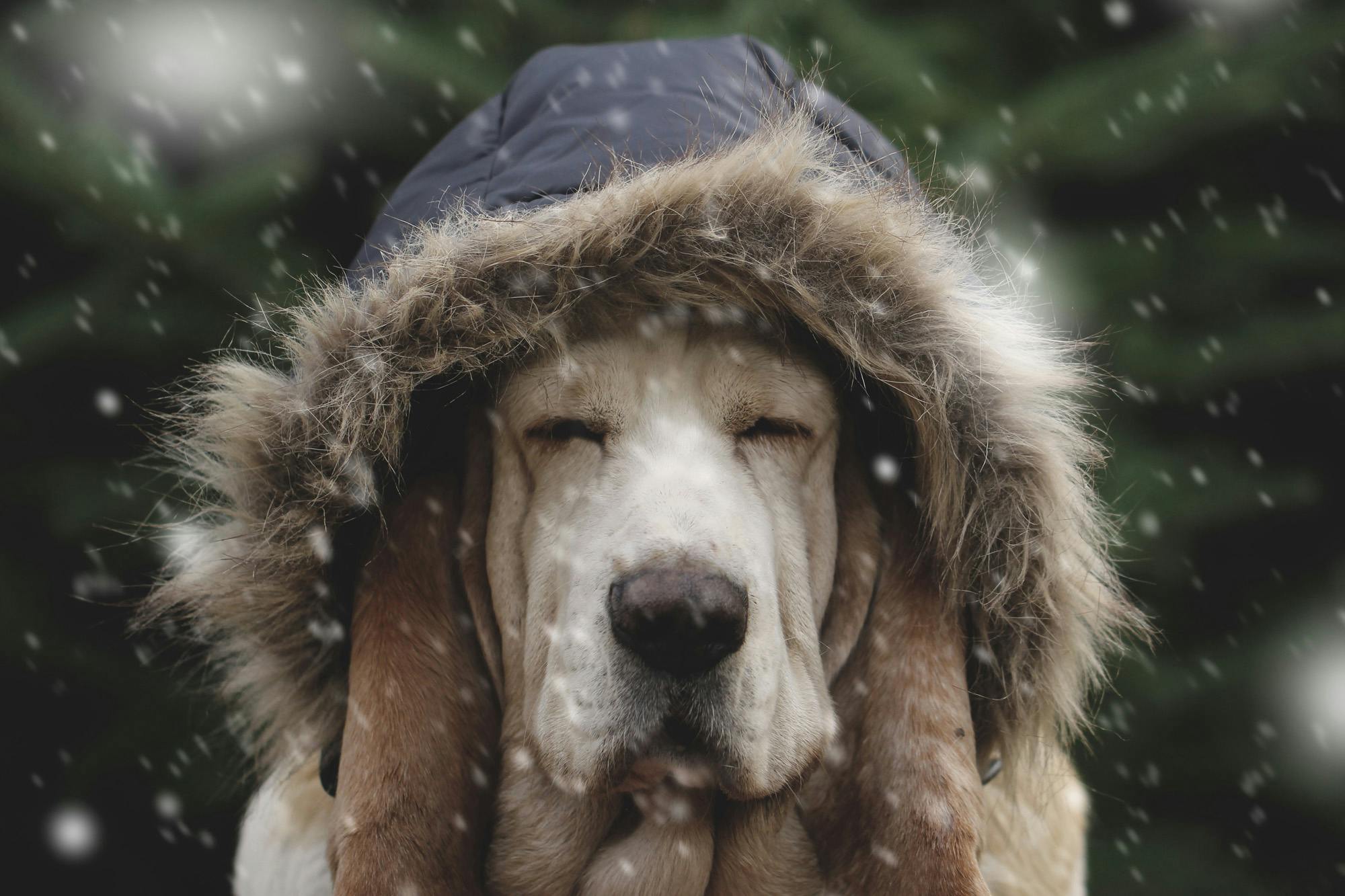 dog in snow wearing winter hoody