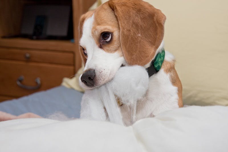 Young beagle chewing and pulling stuffing out of the bedding