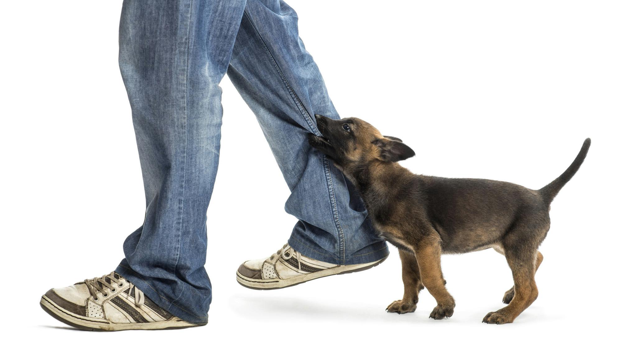 Person walking with puppy nipping pant leg from behind