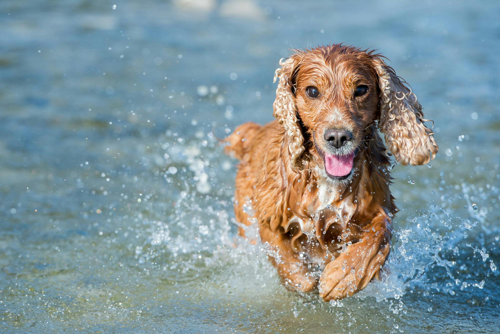cocker spaniel playing in water on a hot day