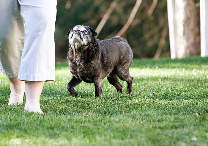 senior pug with person outside to potty