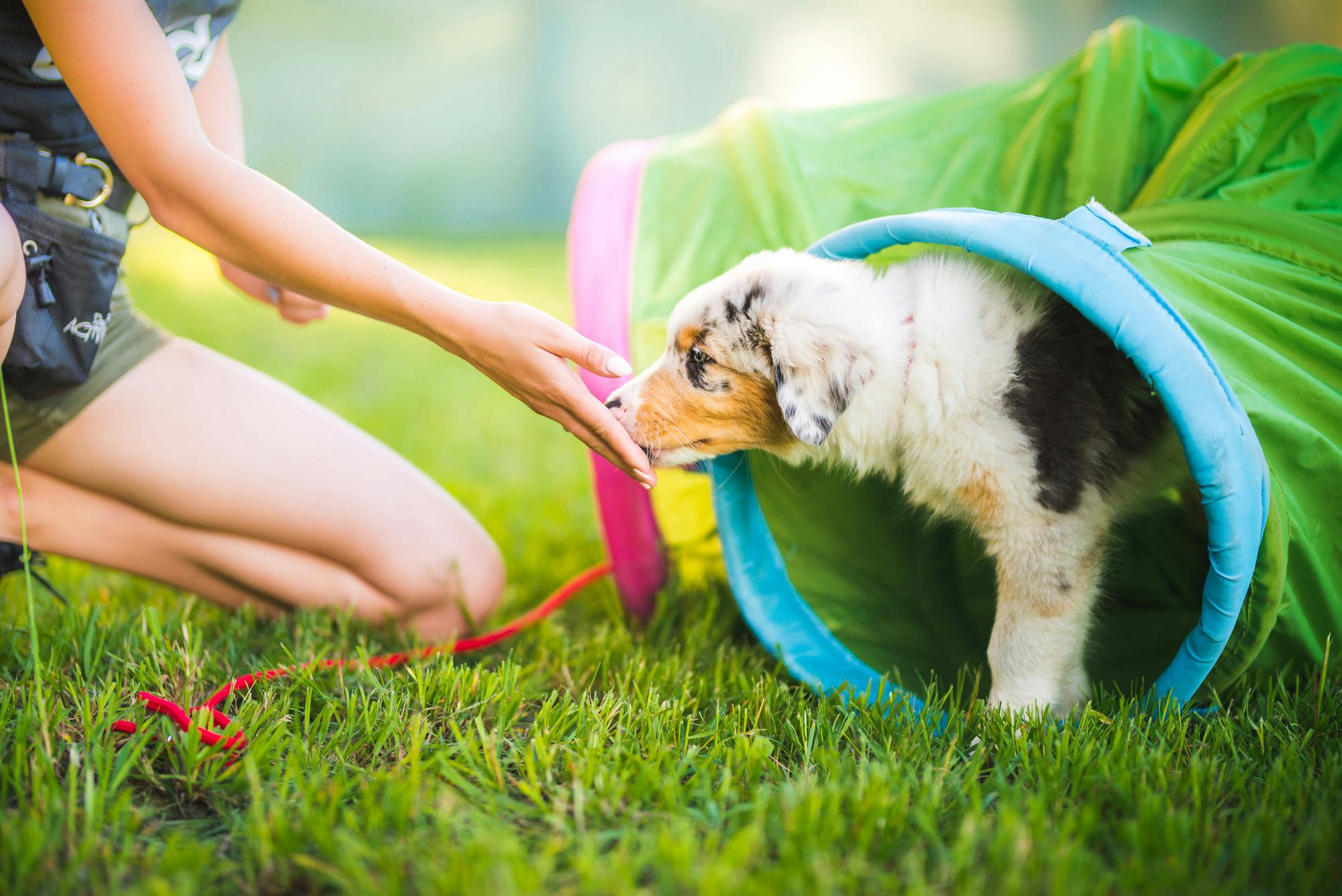 Australian Shepherd puppy investigates a tunnel as part of an overall socialization plan. 