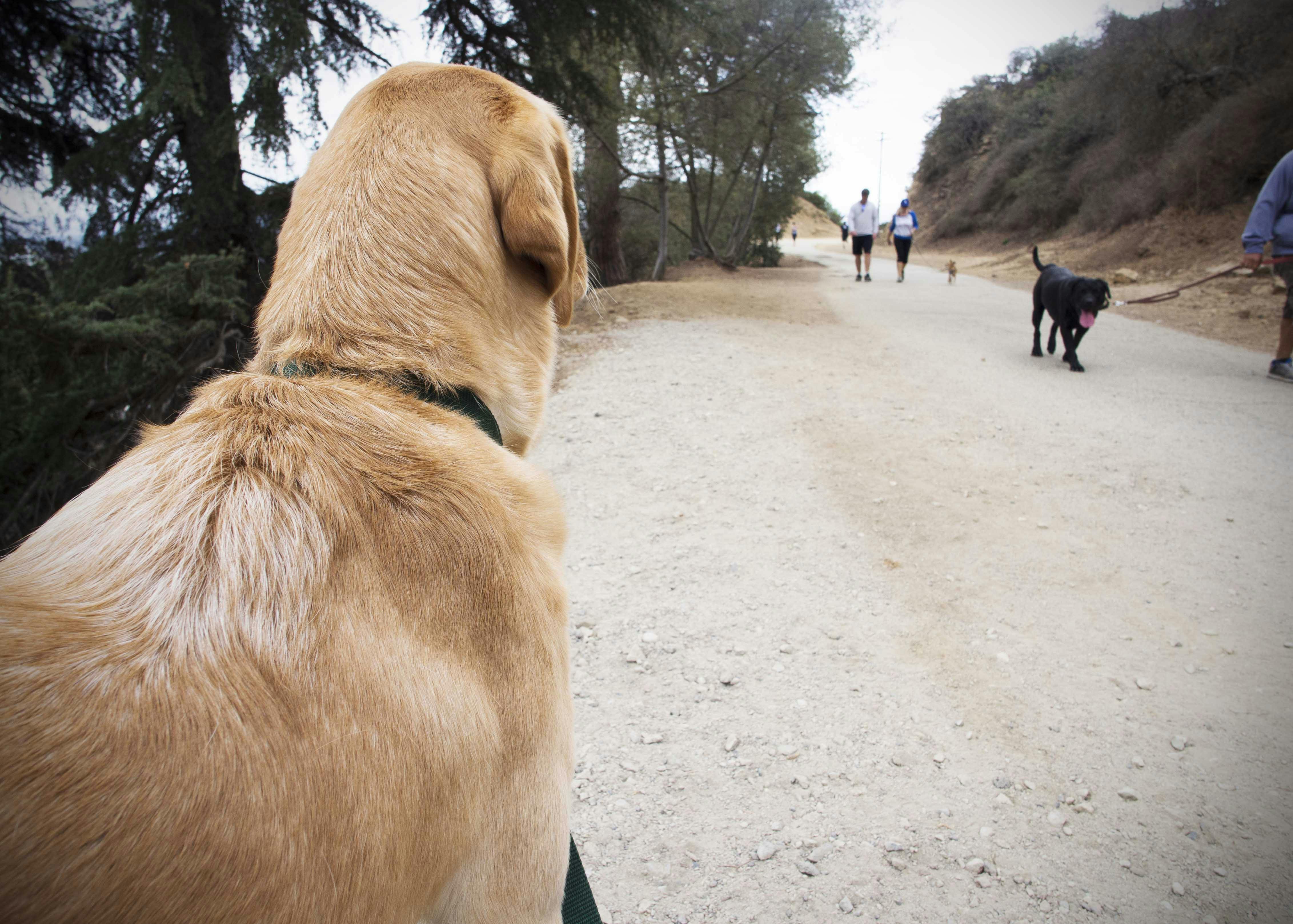 Outdoors a lab looks on as other dogs are walked passed on leash. 