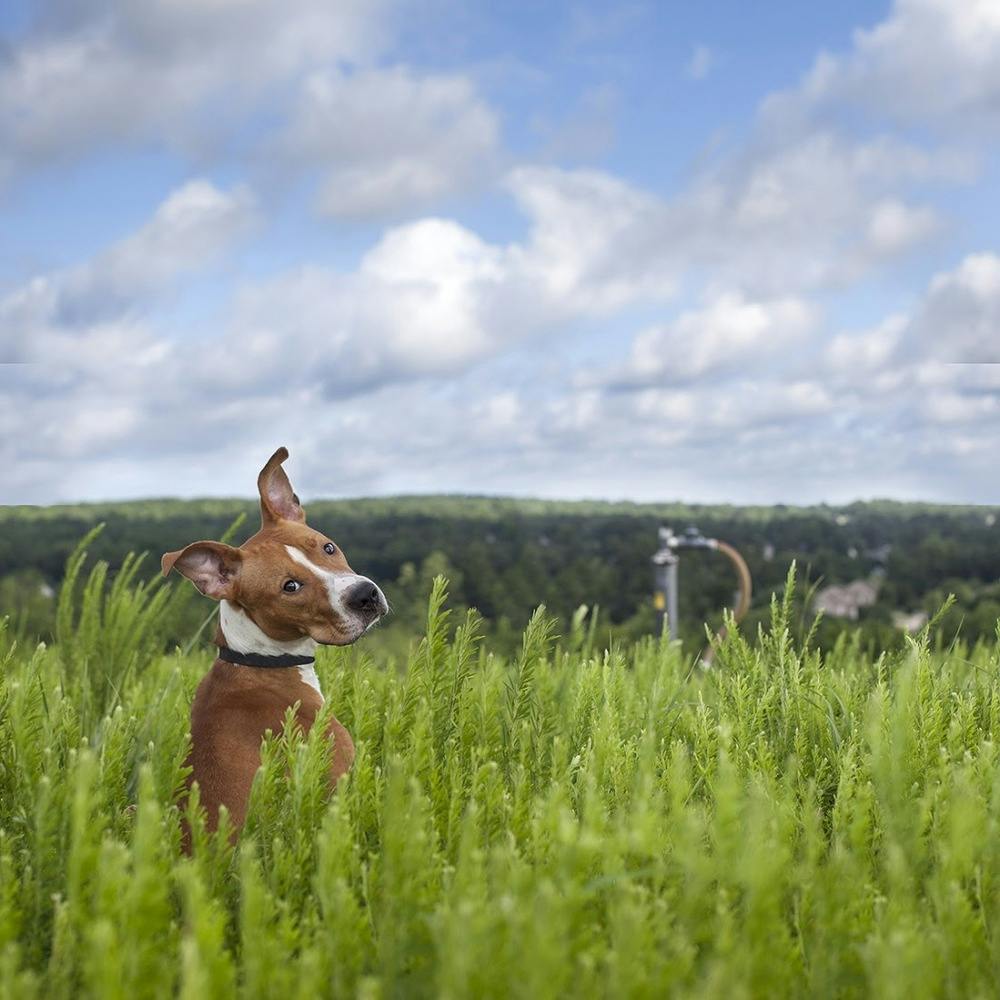 dog sitting in a field of tall weeds looking back