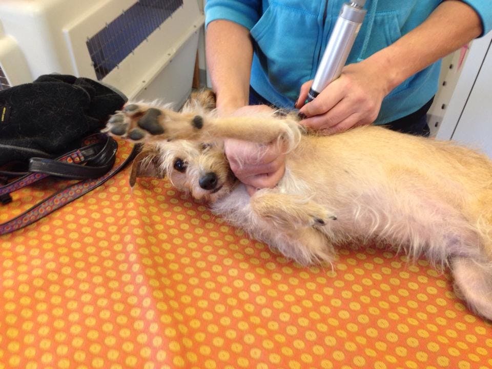 dog being handled during laser treatments
