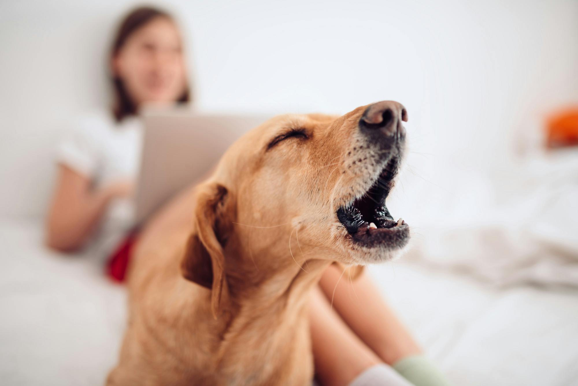 brown dog lying on the bed by the girl using laptop and barking