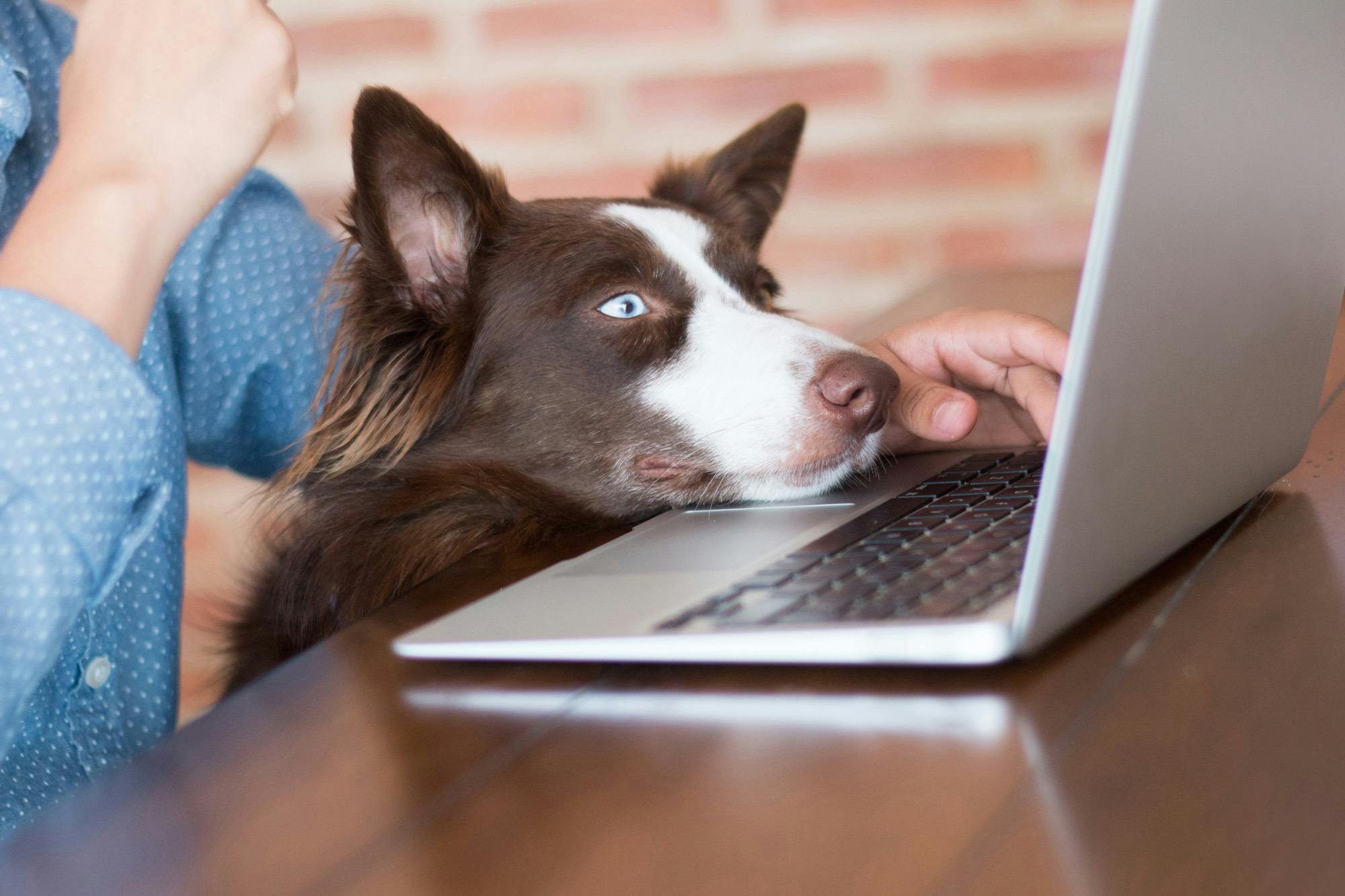 person working with dog staring at laptop