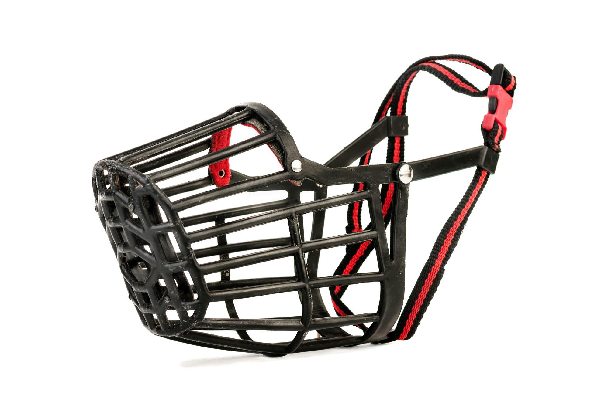 How to Fit And Introduce a Basket Muzzle Positively for Vet Visits: Easy Steps