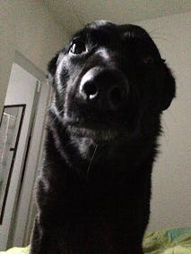 Here’s my dog Charlotte trying to get me out of bed one morning. If I didn’t know my dog and her intention in this moment (the context), I might look at this picture and think, “this dog looks worried!”