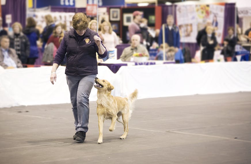 Canine Freestyle sport demonstration with lady and golden retriever dancing together.