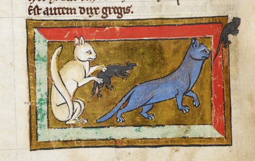 drawing of cats and rats from medieval times
