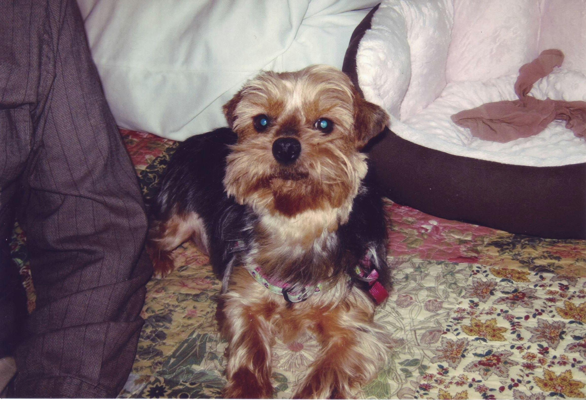 Lizzie, a Yorkie, after rescue 