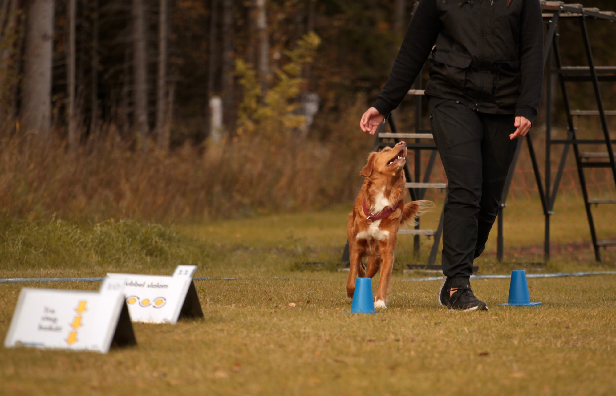 Dog 2024 obedience competition