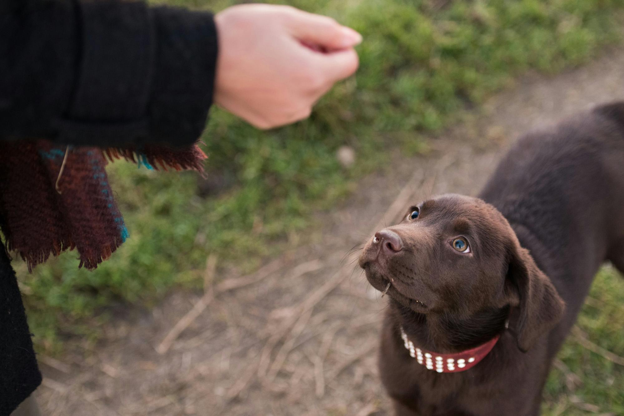 Chocolate lab looks up at closed hand while outside on a walking path