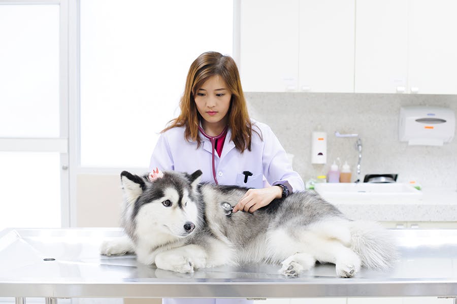 husky at the vet being examined